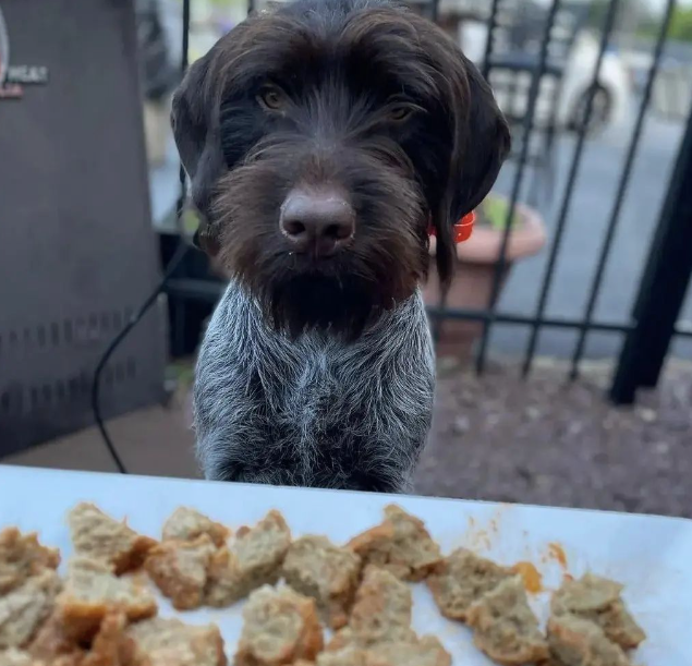 A dog is sitting at a table with a plate of food in front of it