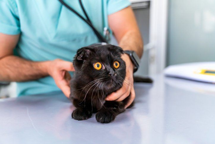 Black Scottish Fold Cat at Animal Hospital - Arlington, TX - Green Oaks / Arkansas Animal Hospital