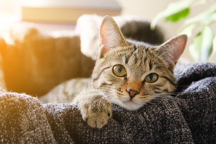 Domestic Cat Lies in a Blanket - Arlington, TX - Green Oaks / Arkansas Animal Hospital