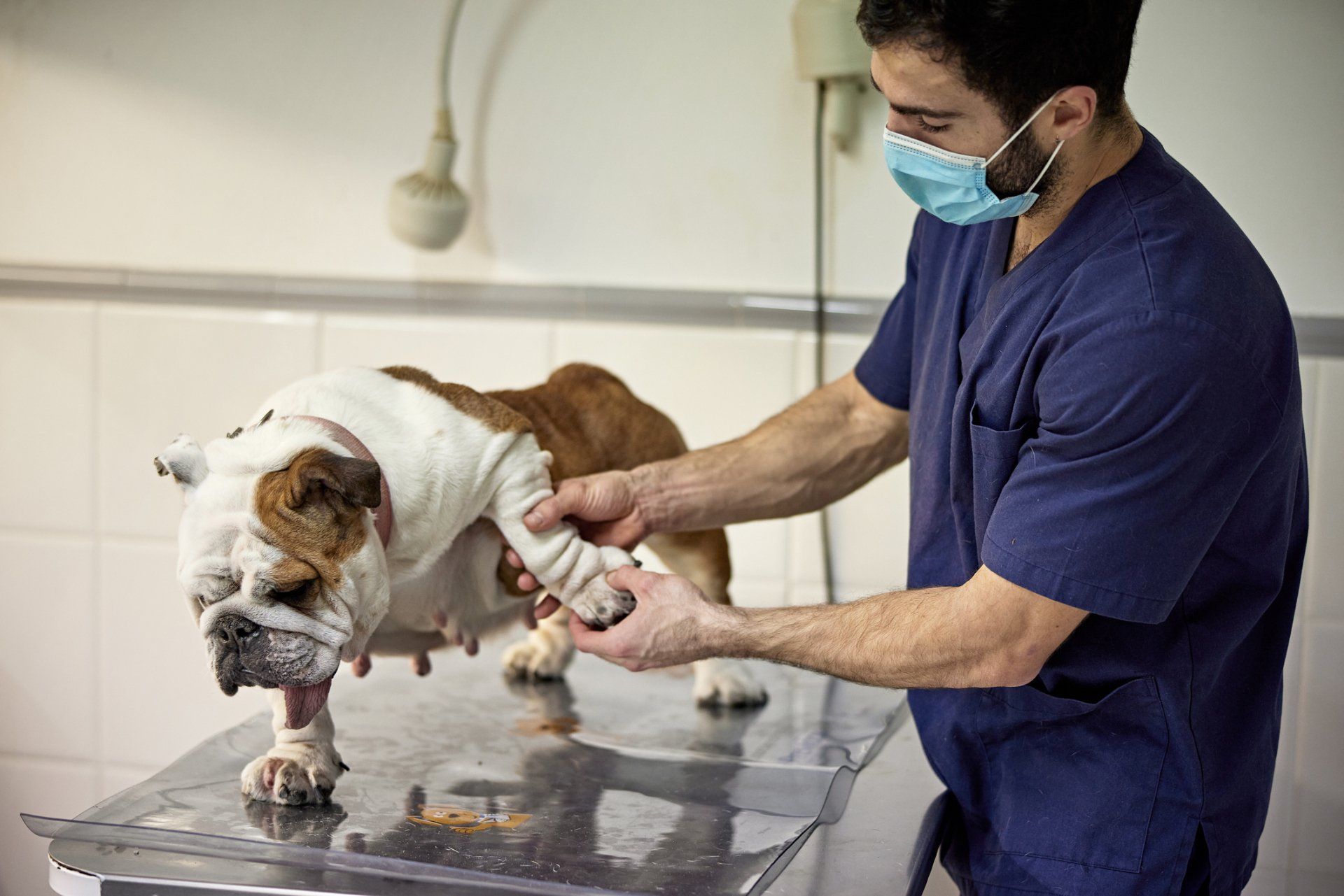 Male Veterinarian Examining Bulldog in Animal Hospital - Arlington, TX - Green Oaks / Arkansas Animal Hospital