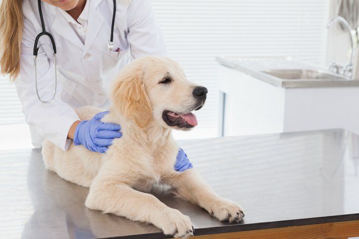 Veterinarian Giving Dog a Check Up - Arlington, TX - Green Oaks / Arkansas Animal Hospital