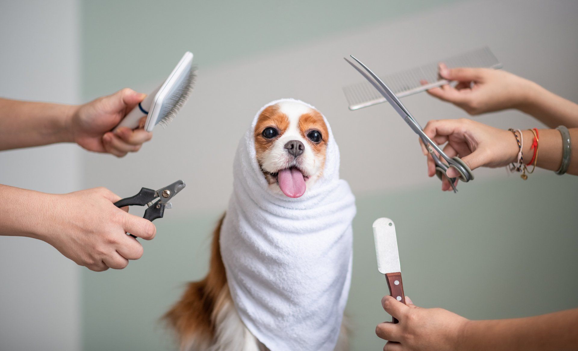 Cavalier King Charles Spaniel Dog Grooming Session - Arlington, TX - Green Oaks / Arkansas Animal Hospital