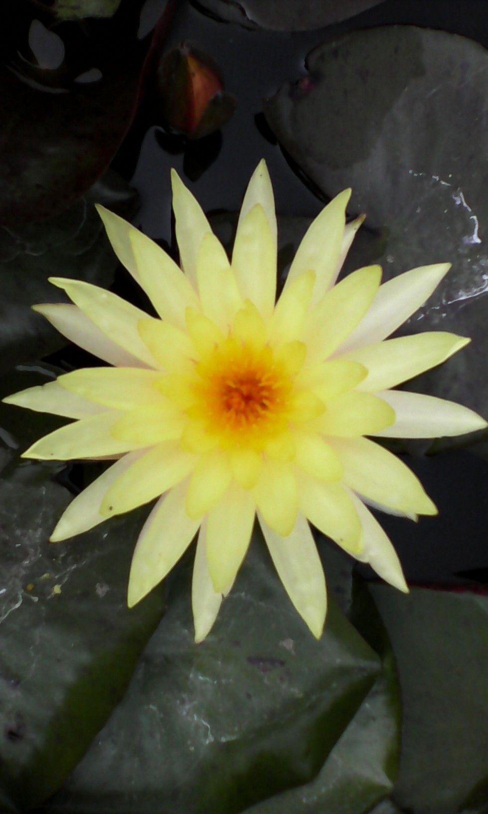 A close up of a yellow flower with a red center
