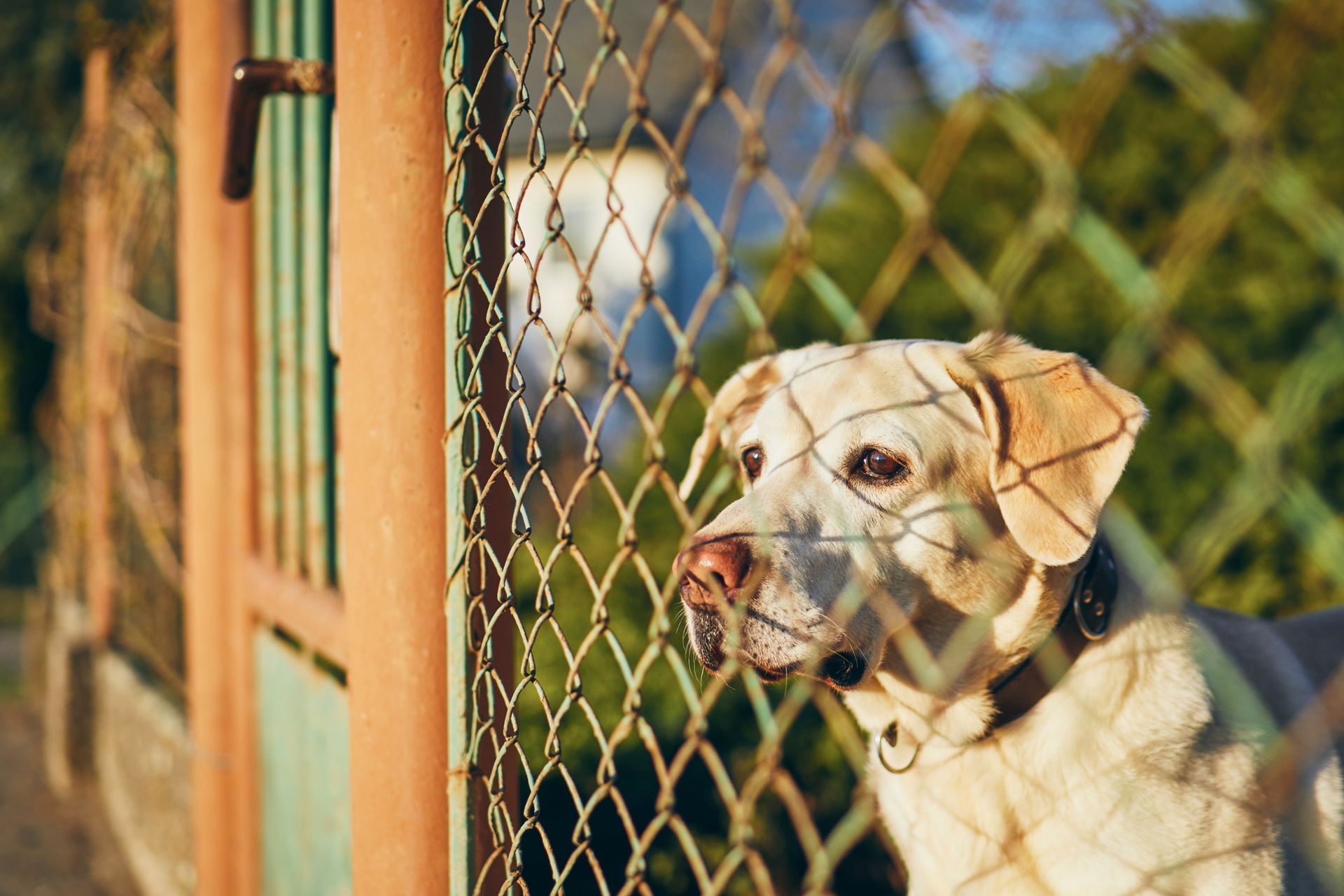 8 Types of Dog Fences for Keeping Your Pup Safe