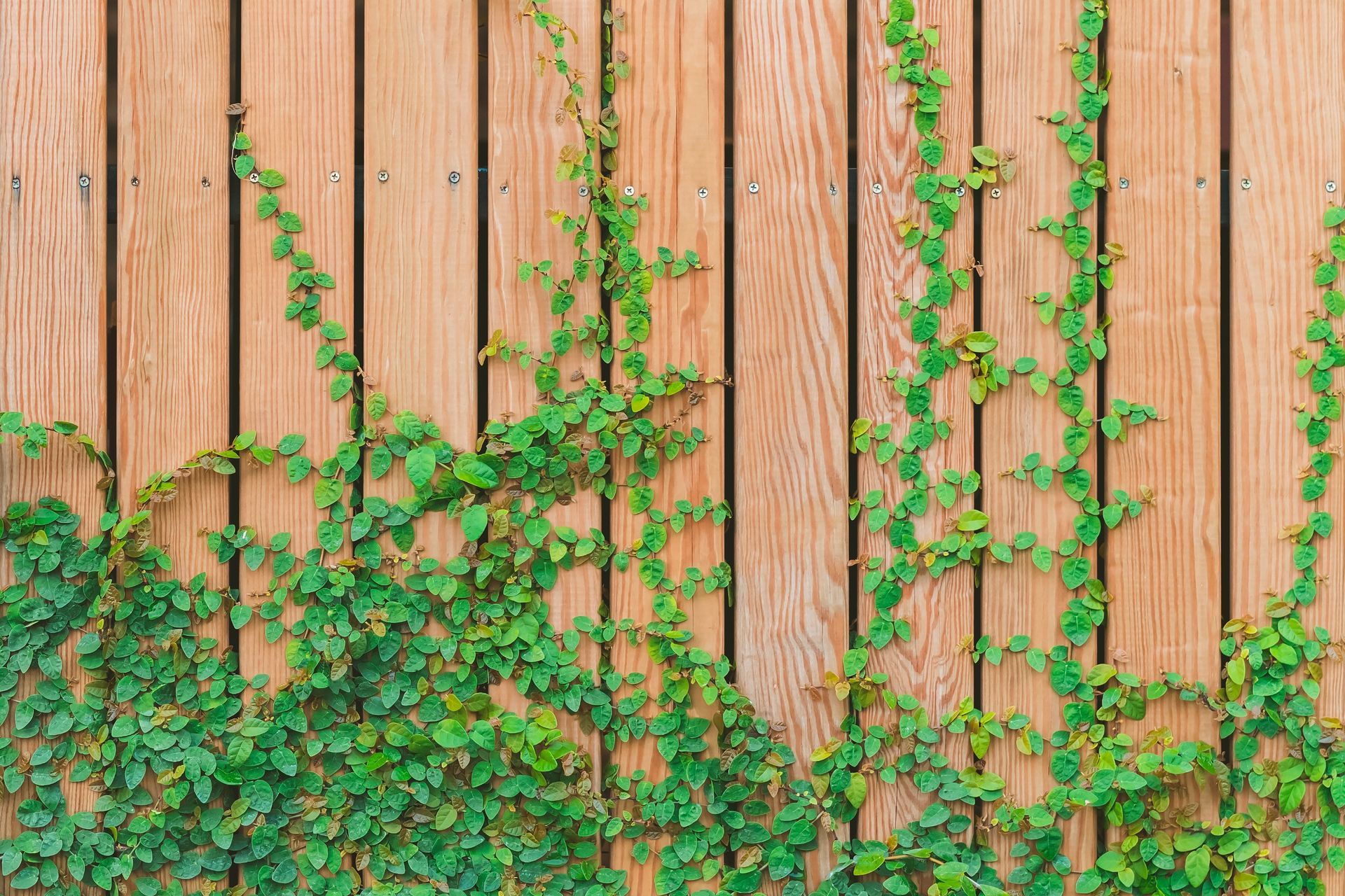 10 Best Plants For Fence Line