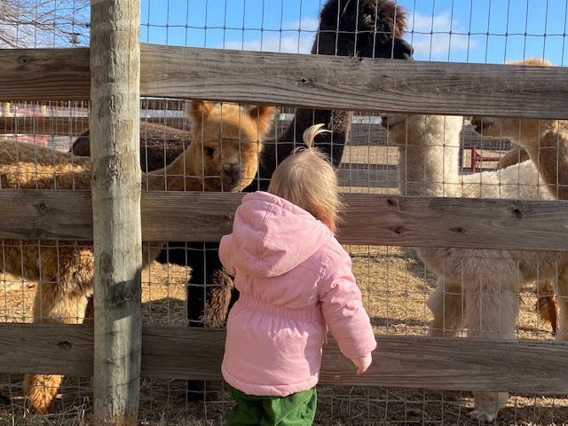 Alpacas with little girl