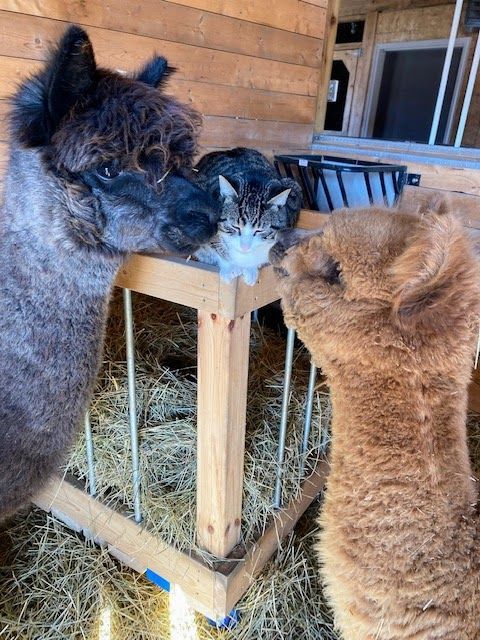 Alpacas with cat