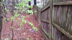 Old fence about to be replaced