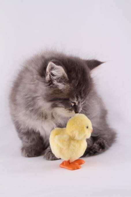 cat with toy duck