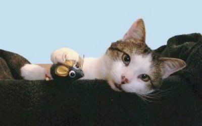 cat with toy mouse