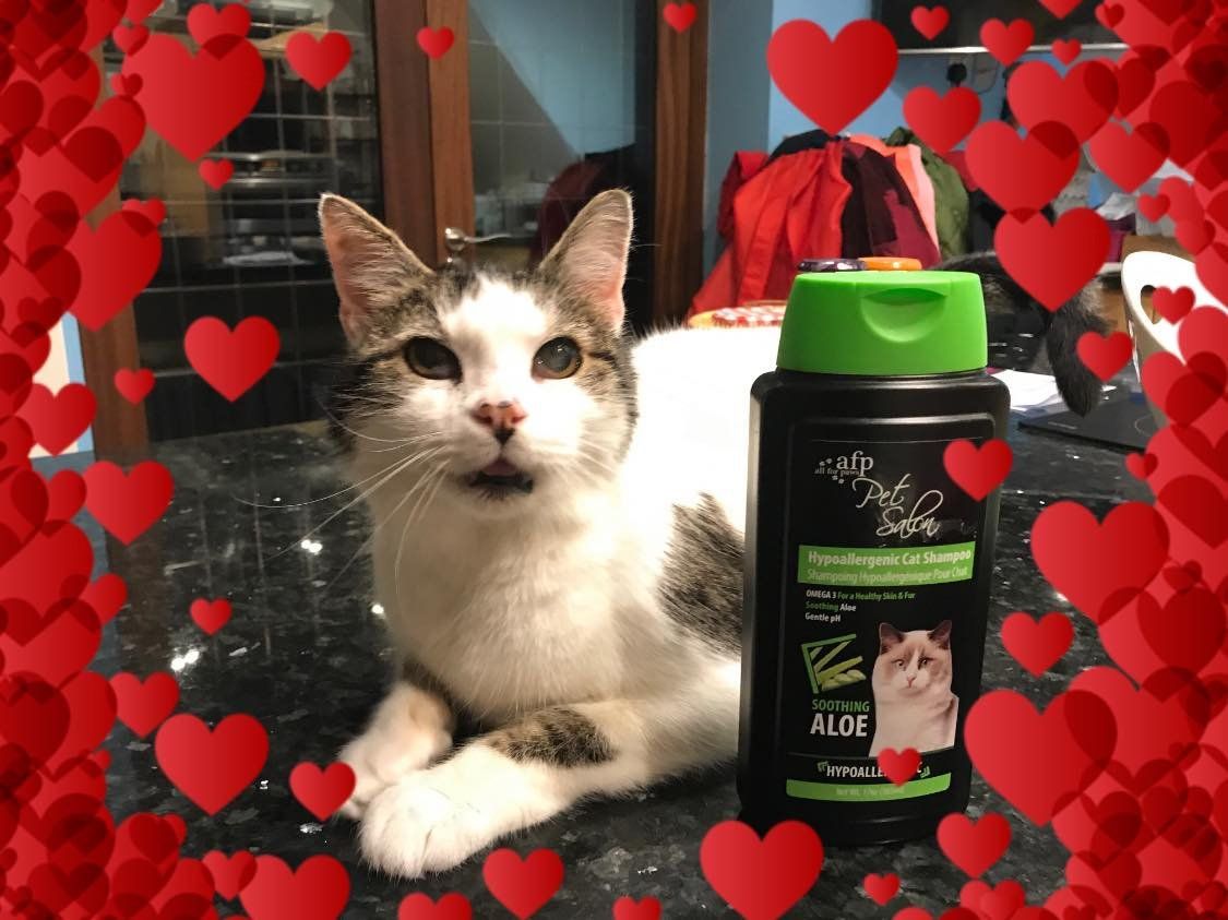 cat with heart background