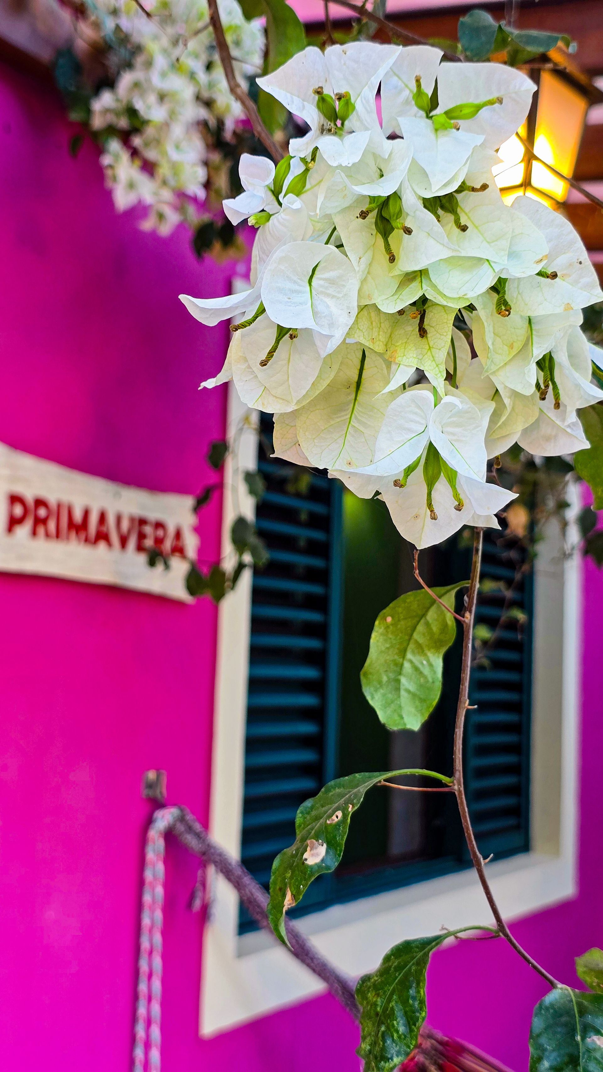 Flores de buganvílias brancas contra uma parede rosa vibrante com uma janela e uma placa 