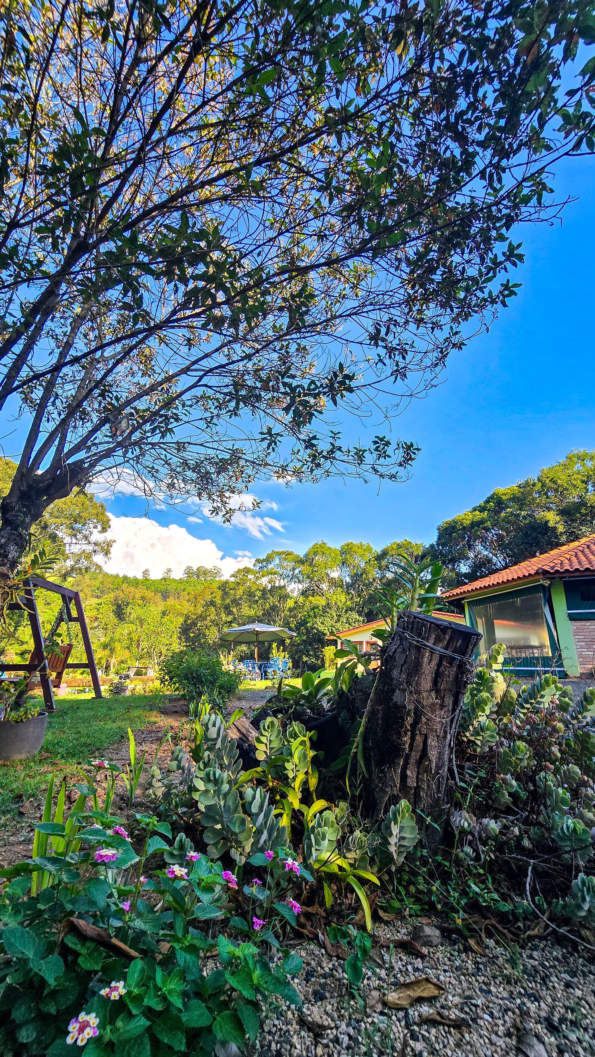 Vista panorâmica ao ar livre com uma árvore, plantas e um edifício sob um céu azul.
