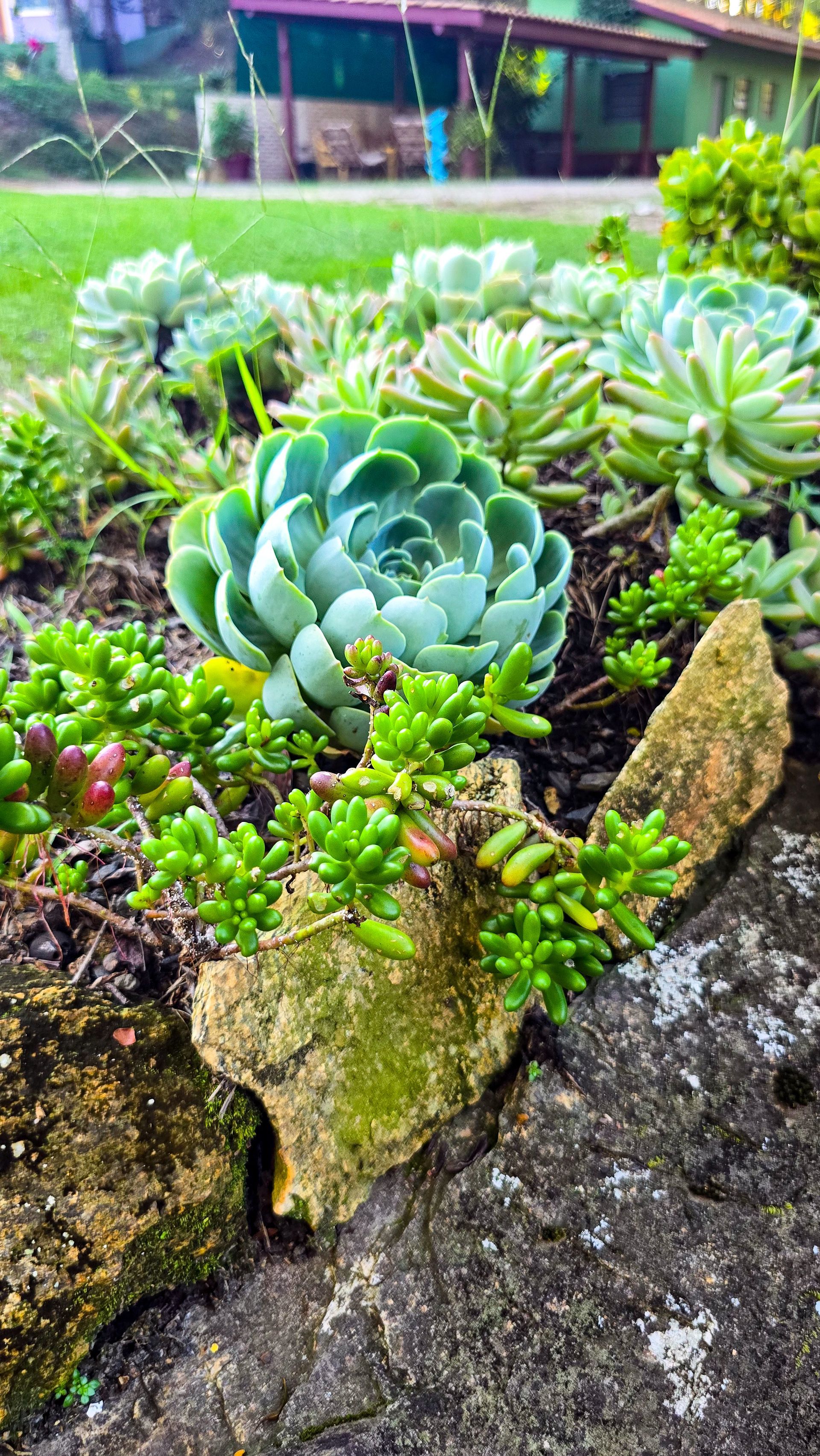 Suculentas em um canteiro com uma grande flor verde em forma de roseta. Tons de verde e bege, com borda de pedra.