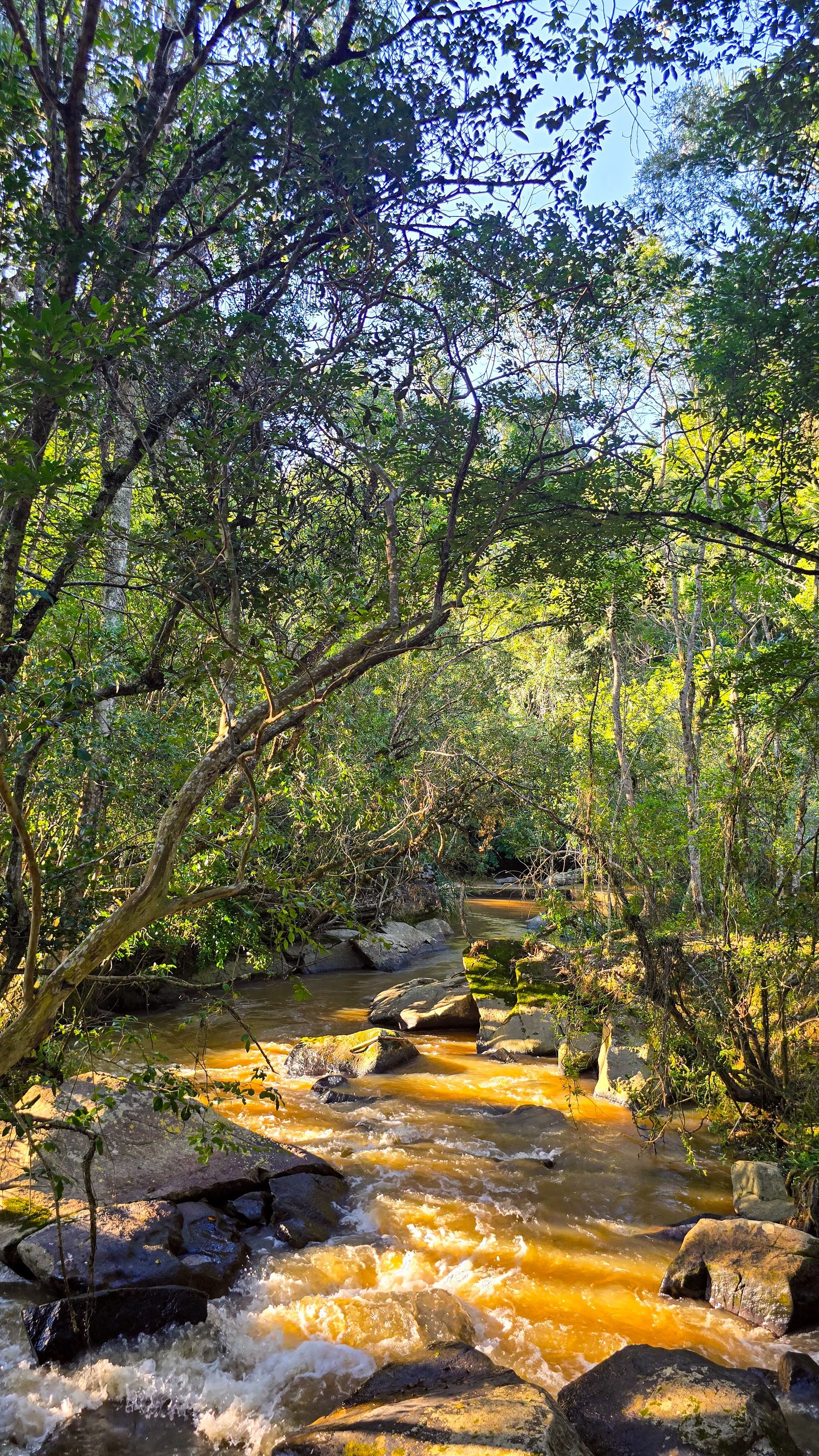 Riacho iluminado pelo sol que atravessa uma floresta verdejante, com água marrom sobre as pedras.