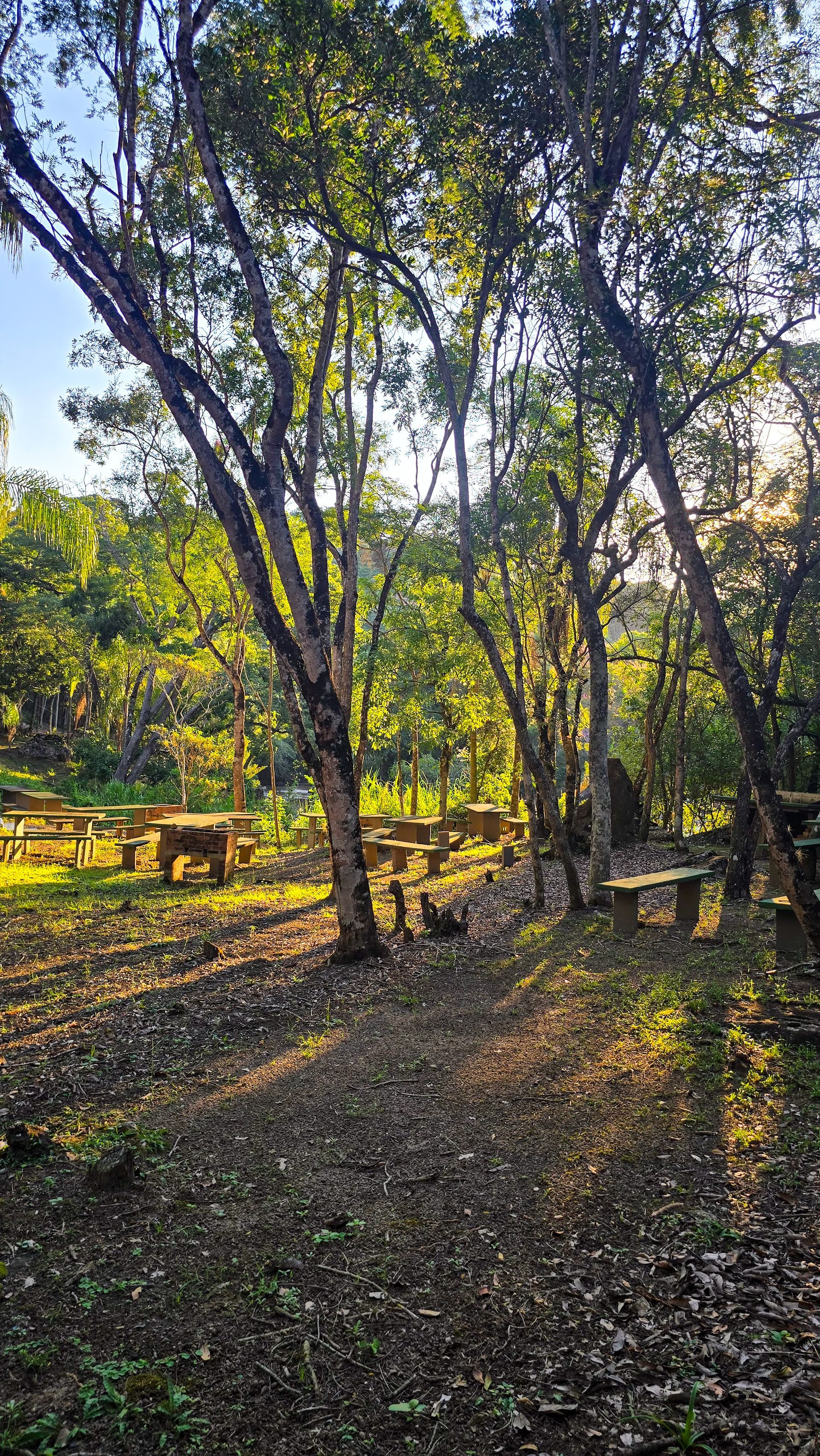 Clareira na floresta com mesas de piquenique, luz do sol filtrada pelas árvores.