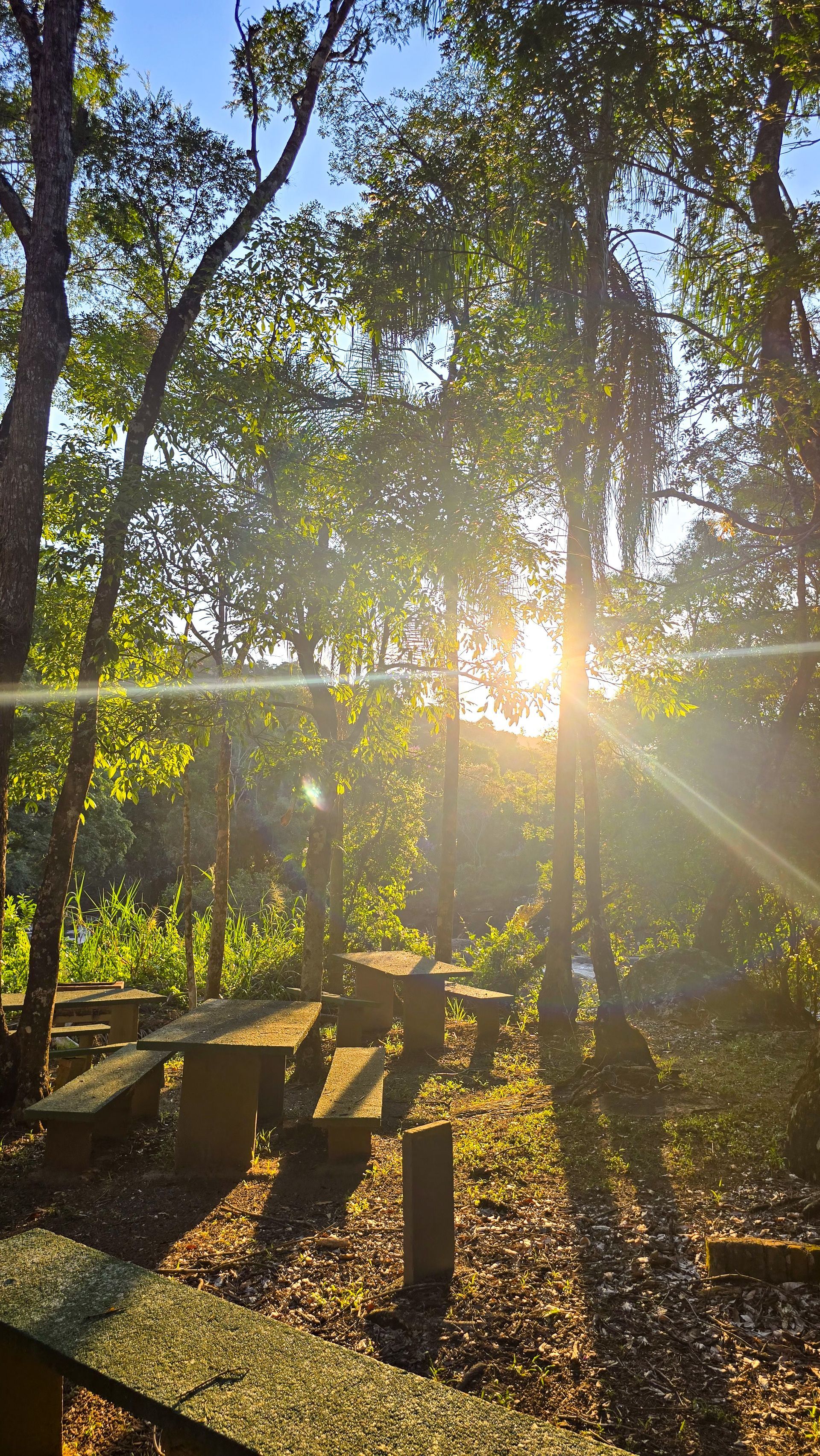 A luz do sol atravessa as árvores, iluminando as mesas de piquenique em um parque.