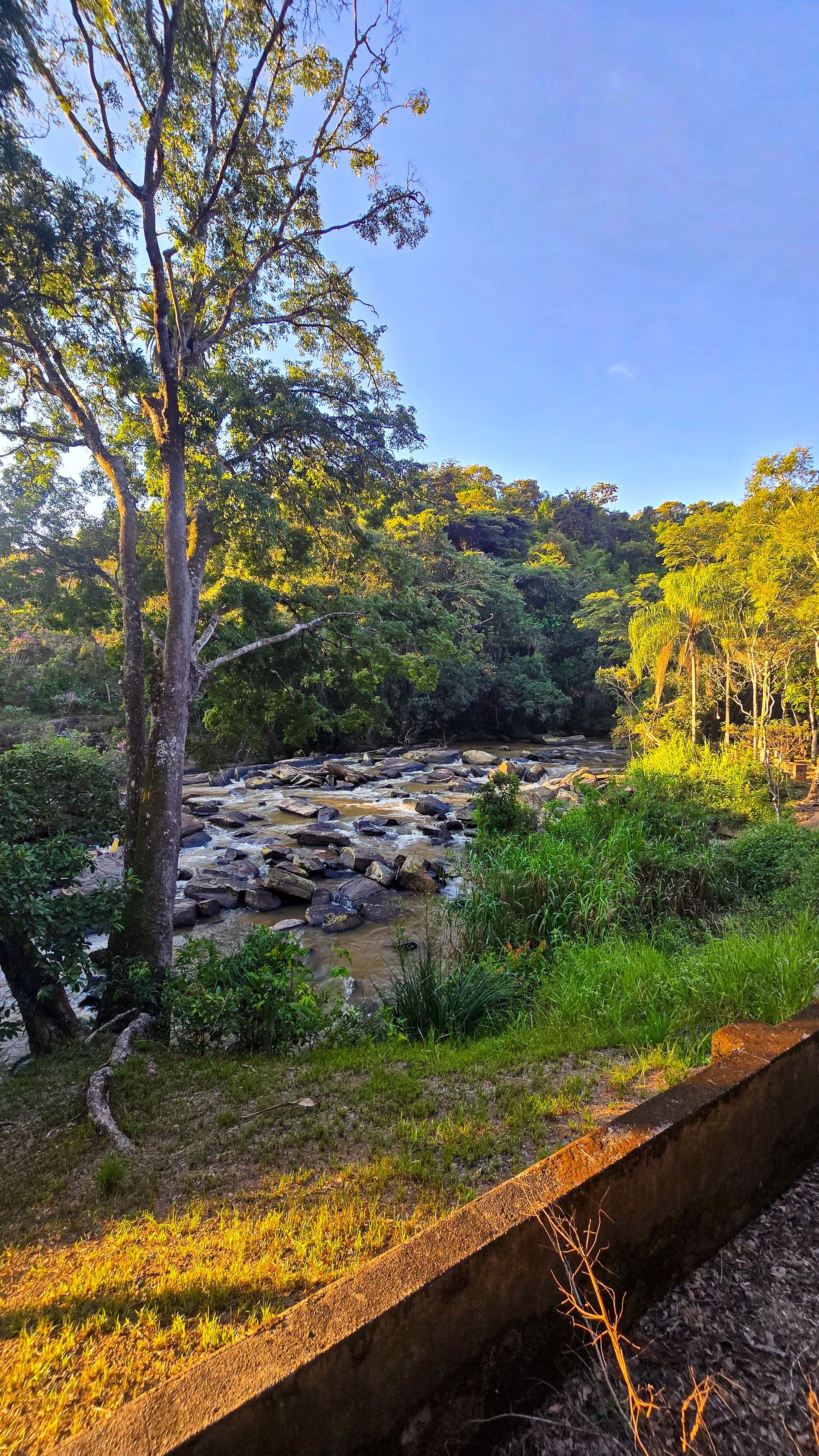 Um rio ladeado por árvores serpenteia por um leito rochoso, com a luz do sol iluminando a paisagem com folhagem verdejante.