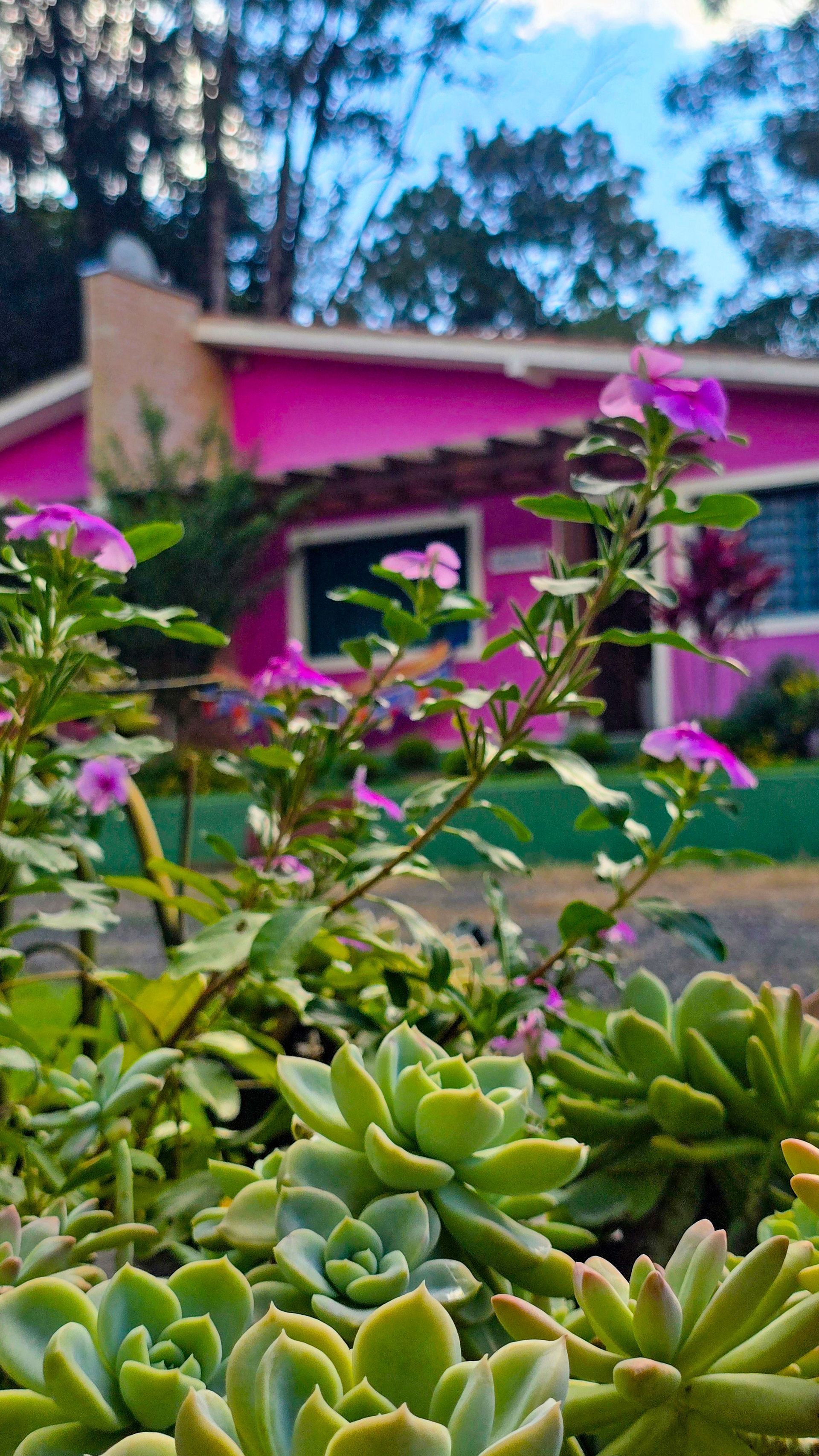 Casa rosa com flores roxas e suculentas verdes em primeiro plano. Árvores e céu azul ao fundo.