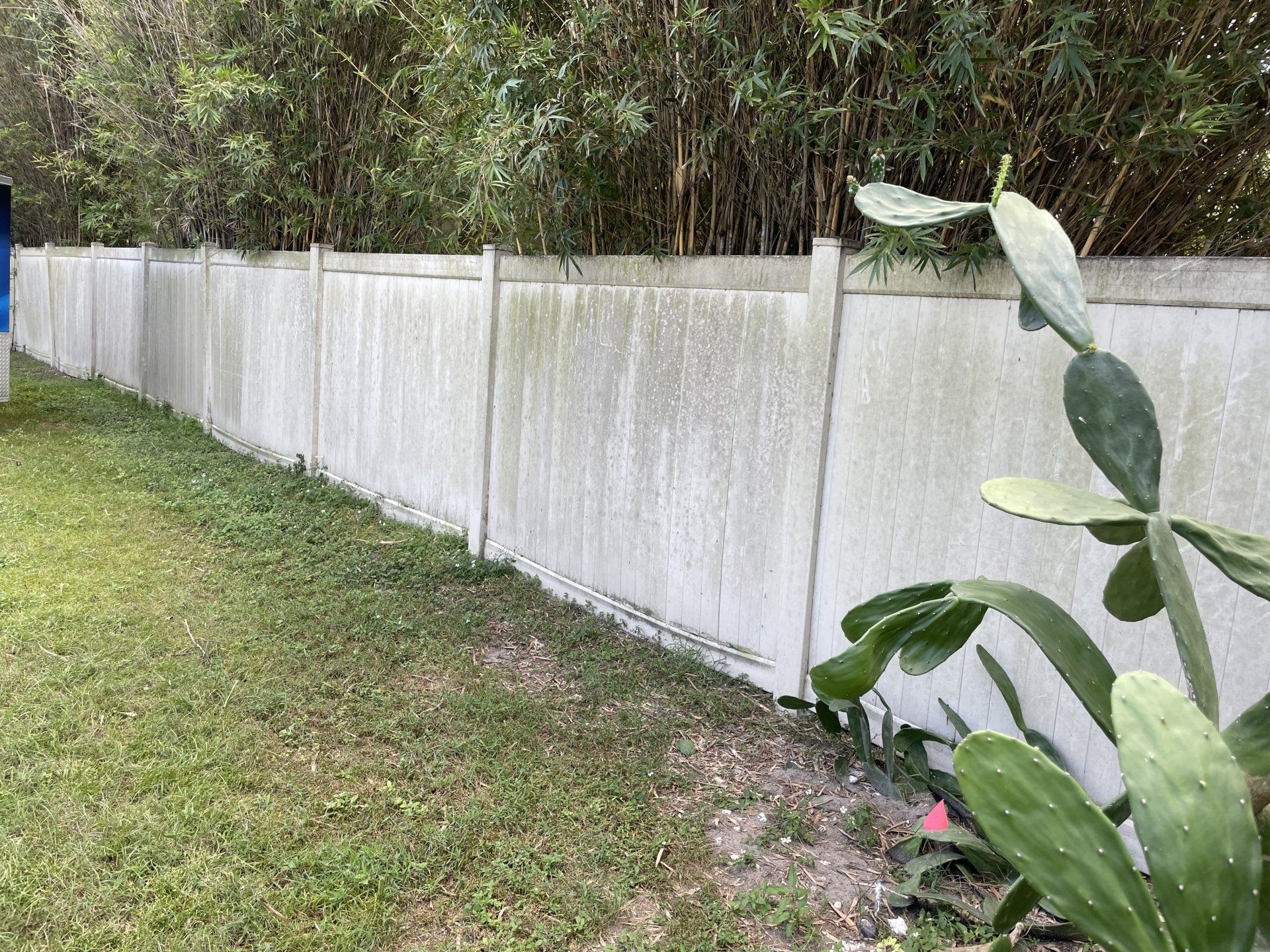 A long, weathered concrete wall bordered by green trees and a prickly pear cactus in the foreground.