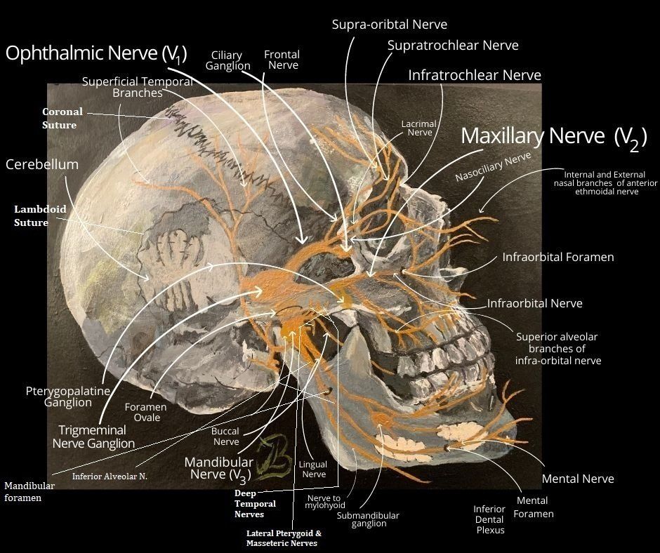 The Trigeminal nerve
