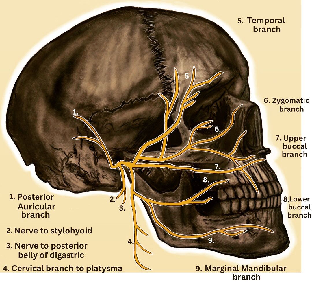 Facial nerve