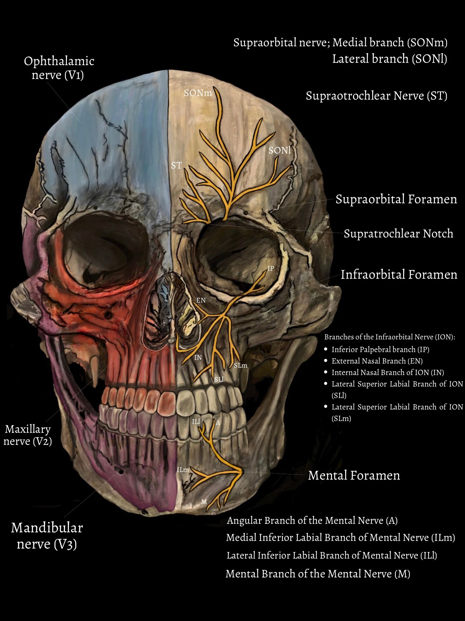 Trigeminal nerve anatomy front view