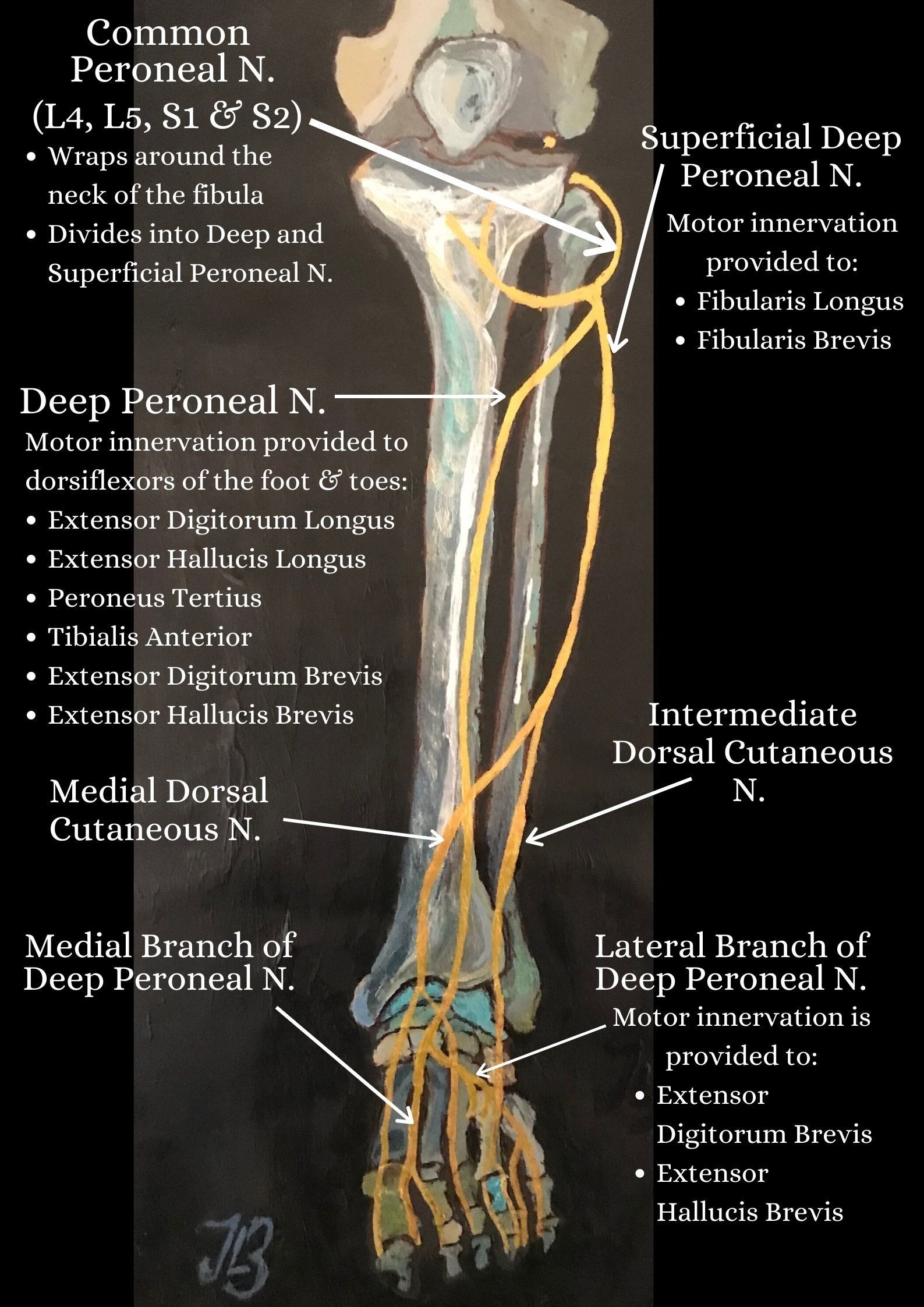 sciatic nerve anatomy front view