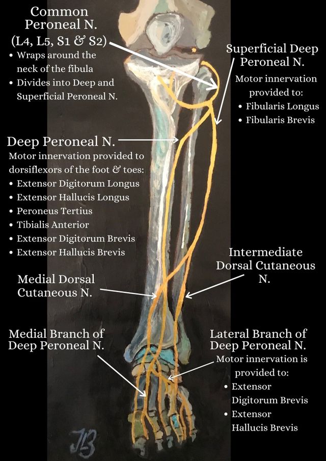 sciatic nerve branches