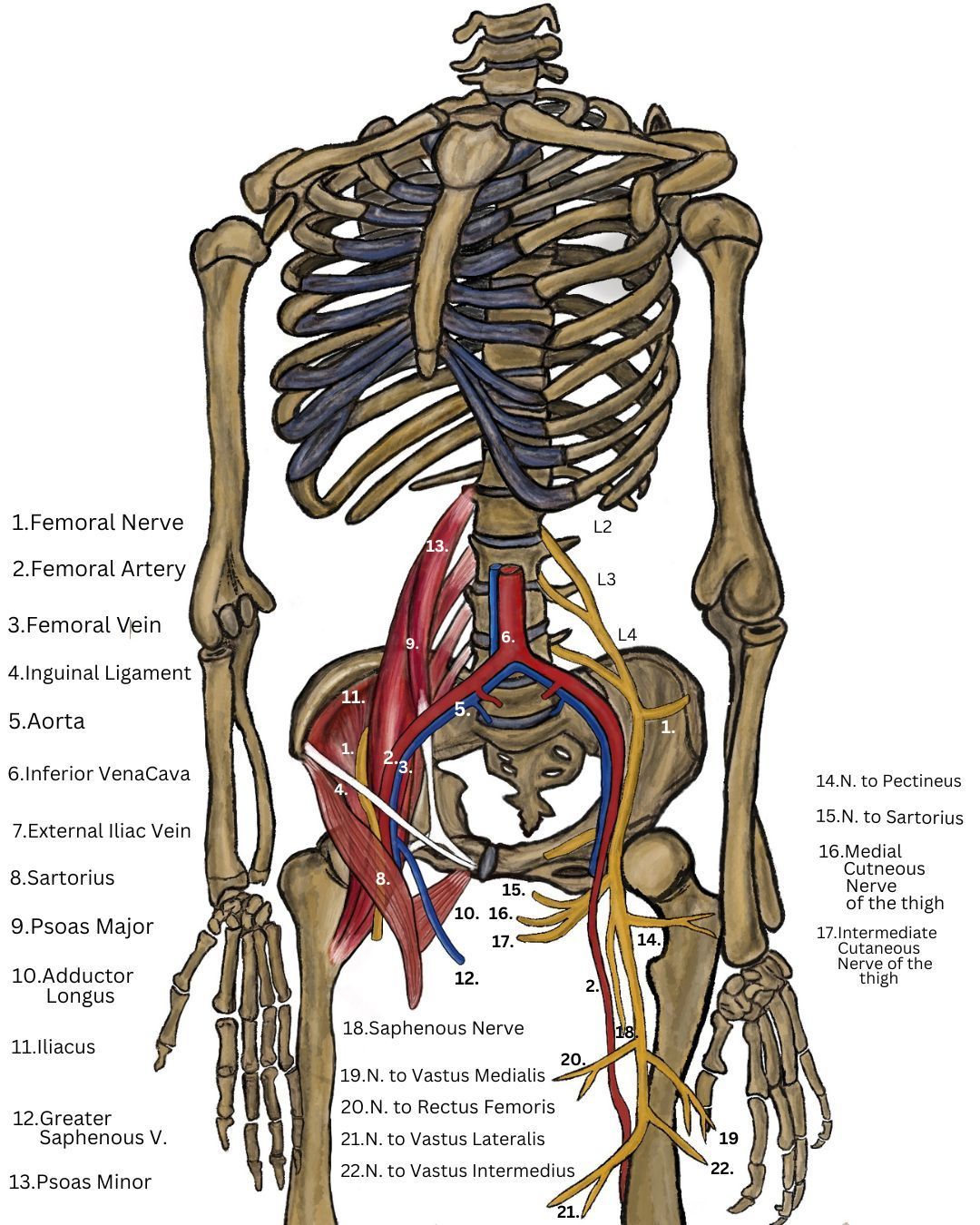 Anatomy of the Femoral nerve