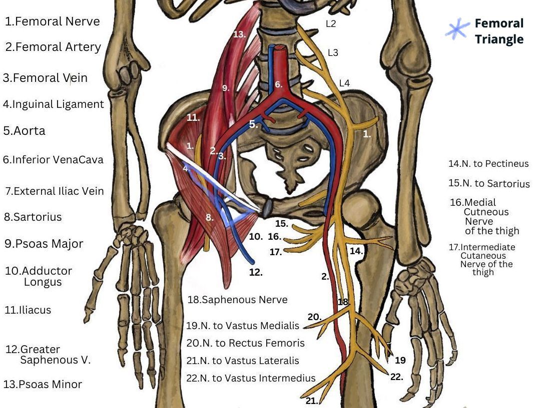 hip flexors and femoral nerve