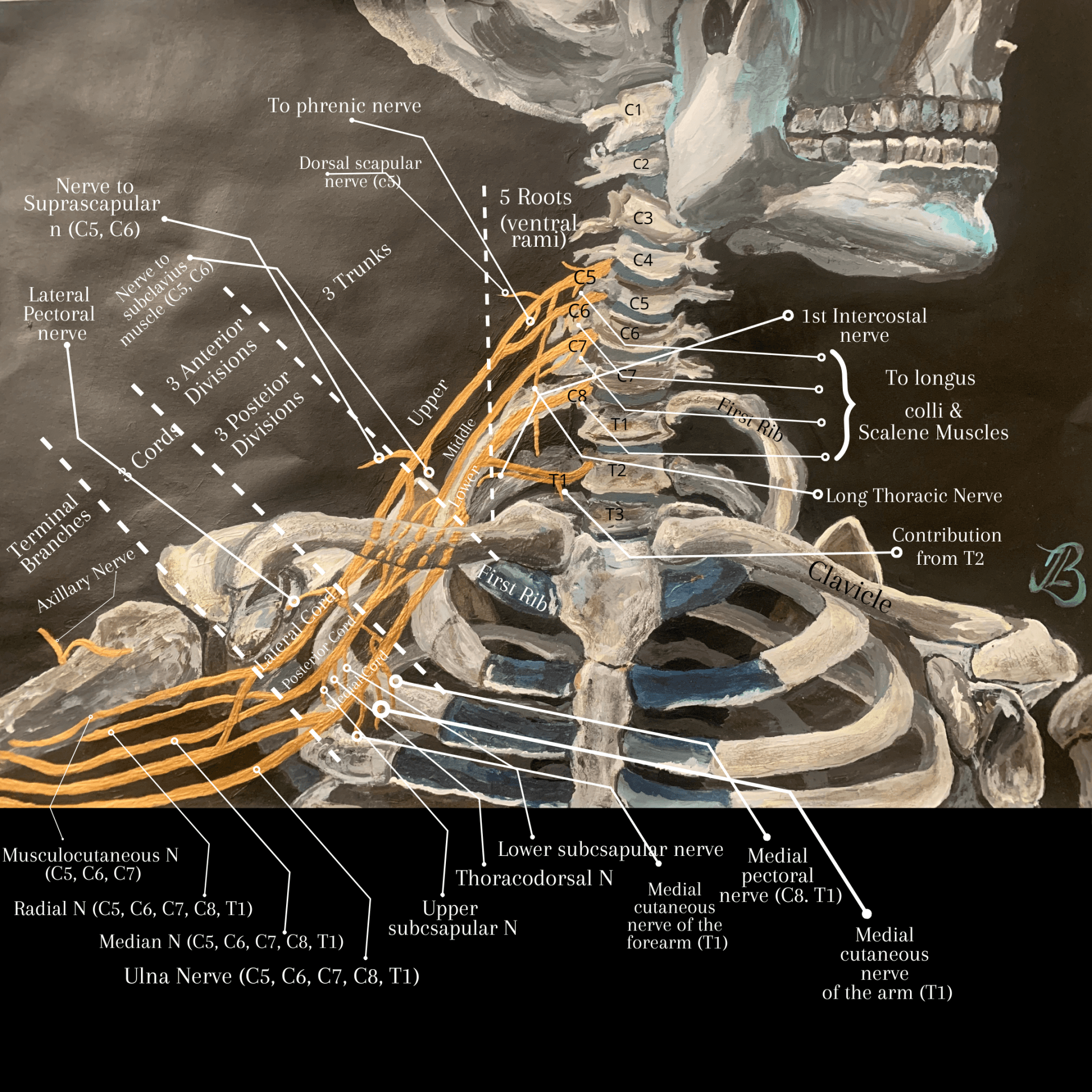 Figure 1. An impression of the whole brachial plexus  