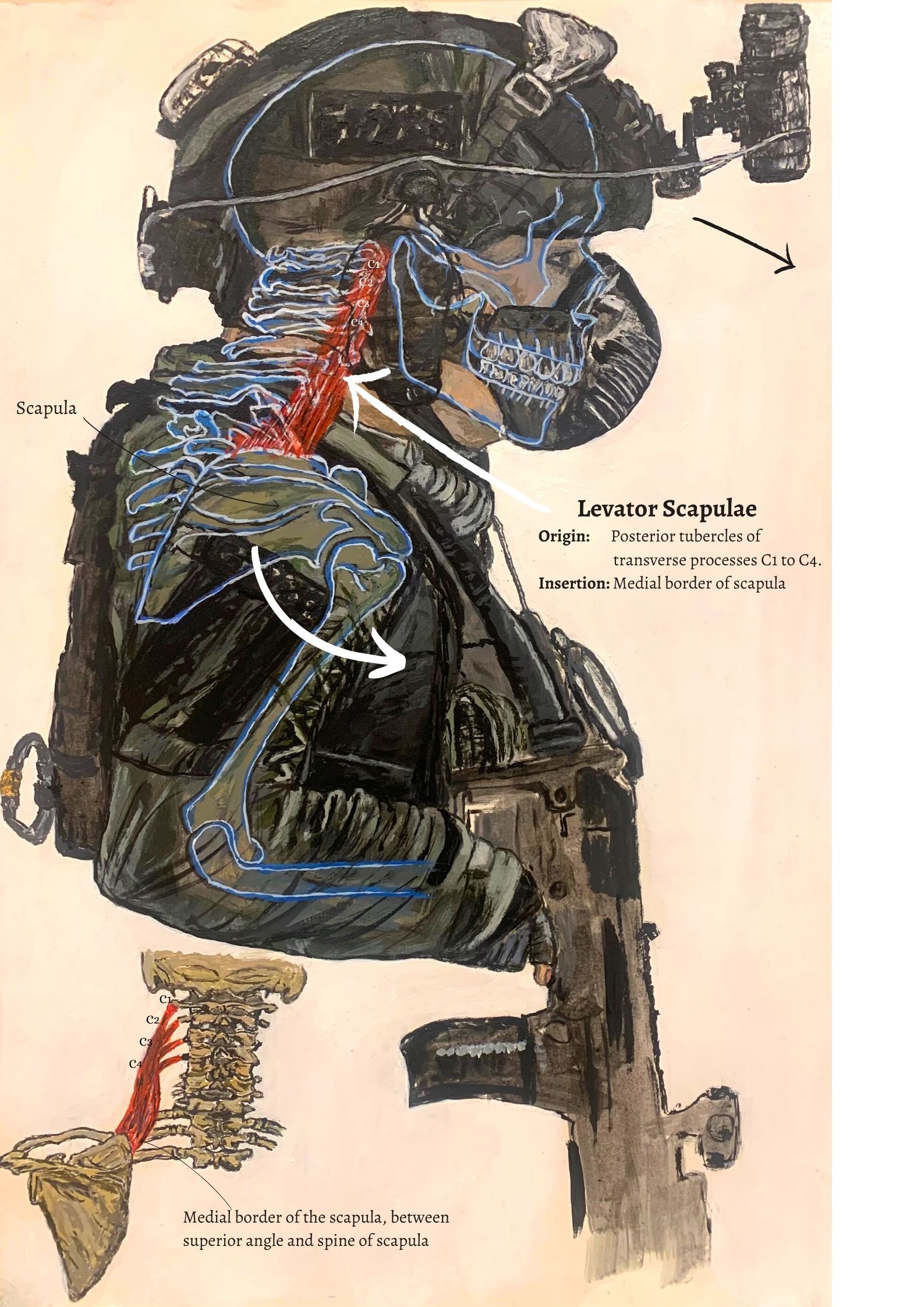 shoulder and neck anatomy