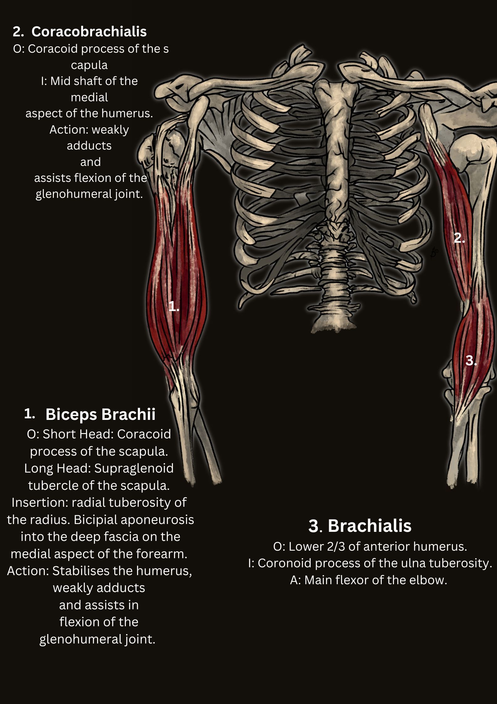 Anatomy of biceps brachii