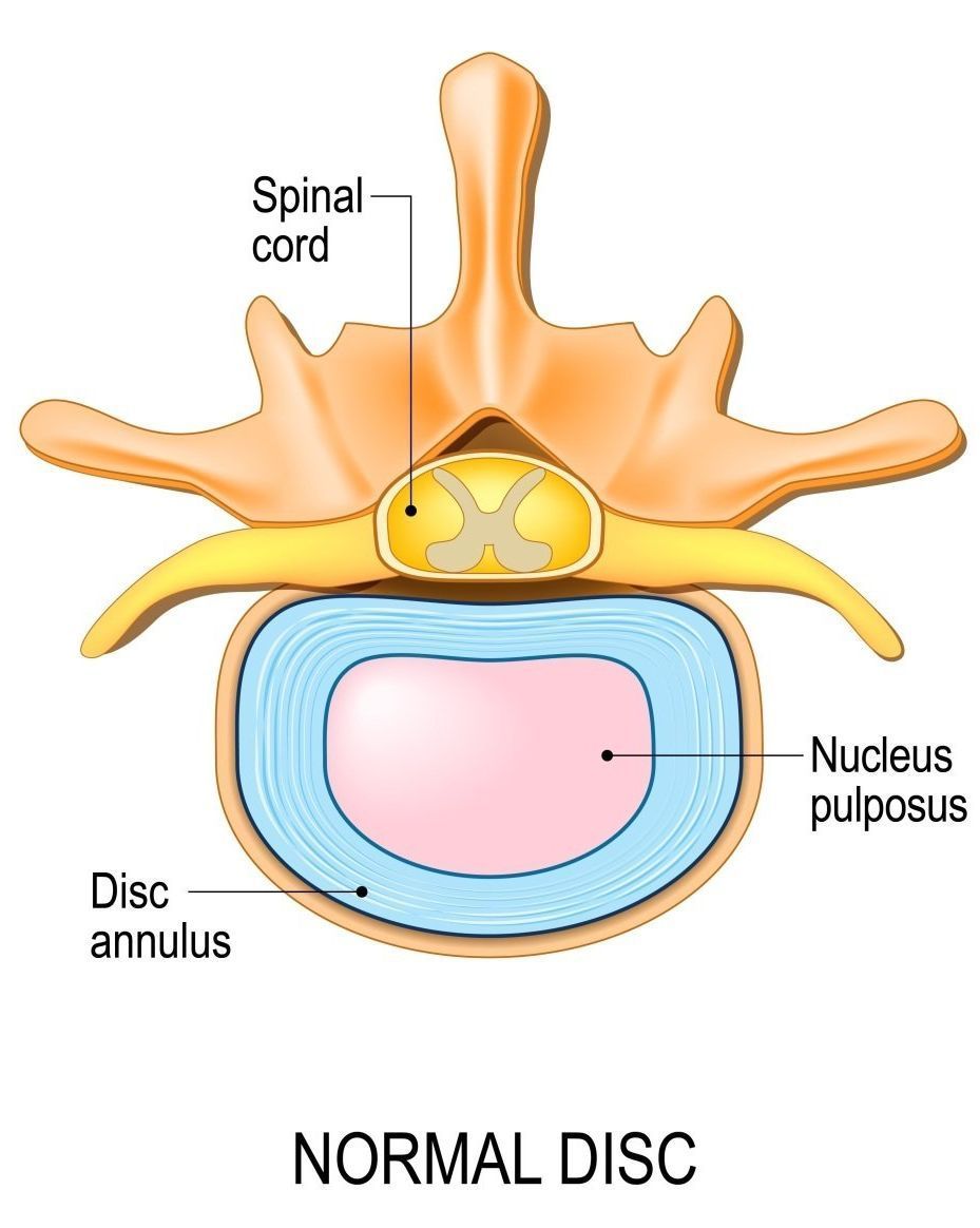 intervertebral disc anatomy
