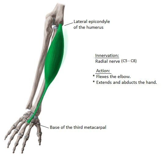 arm muscle
