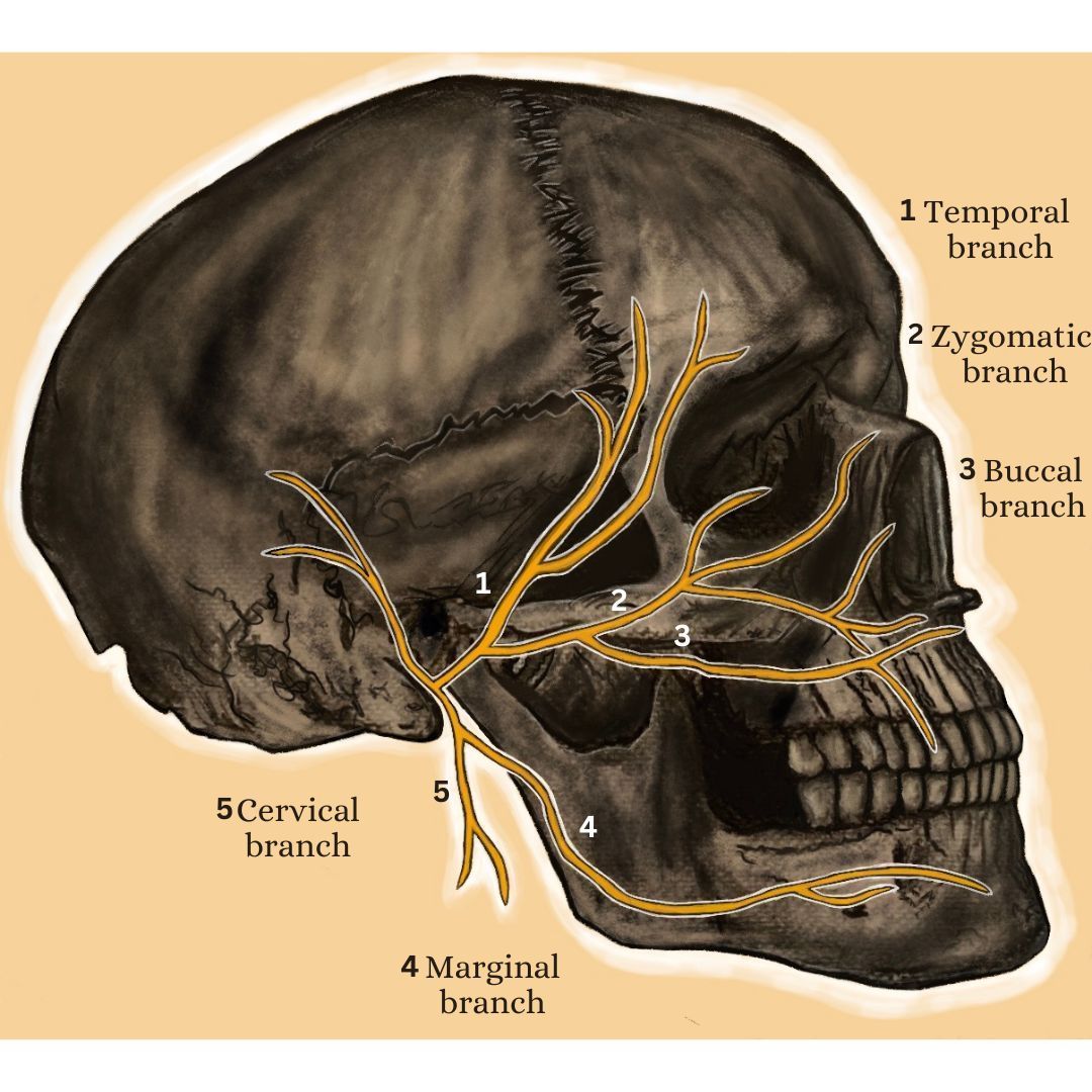 facial nerve anatomy