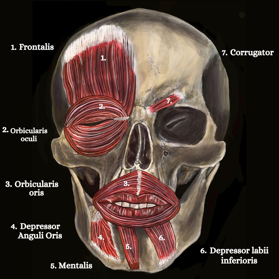 Muscles of the face