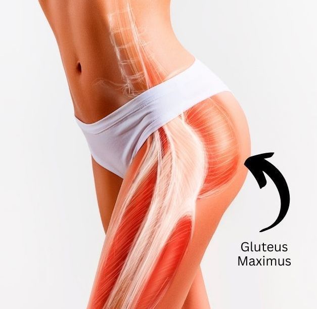 anatomy of gluteus maximus