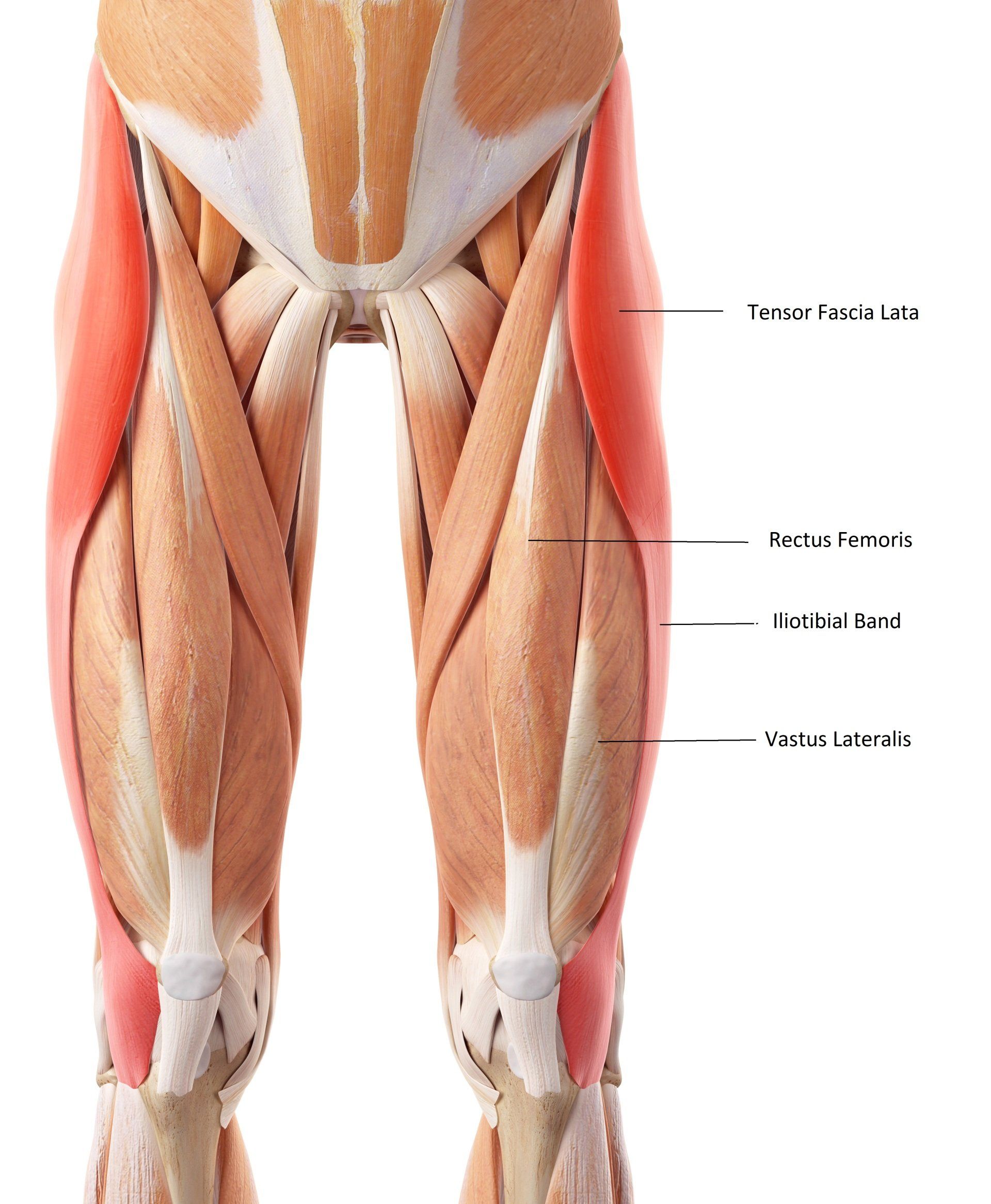thigh anatomy 