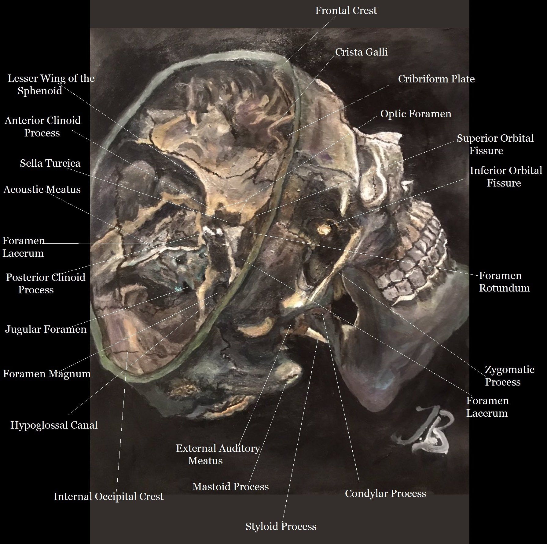 inner cranial anatomy