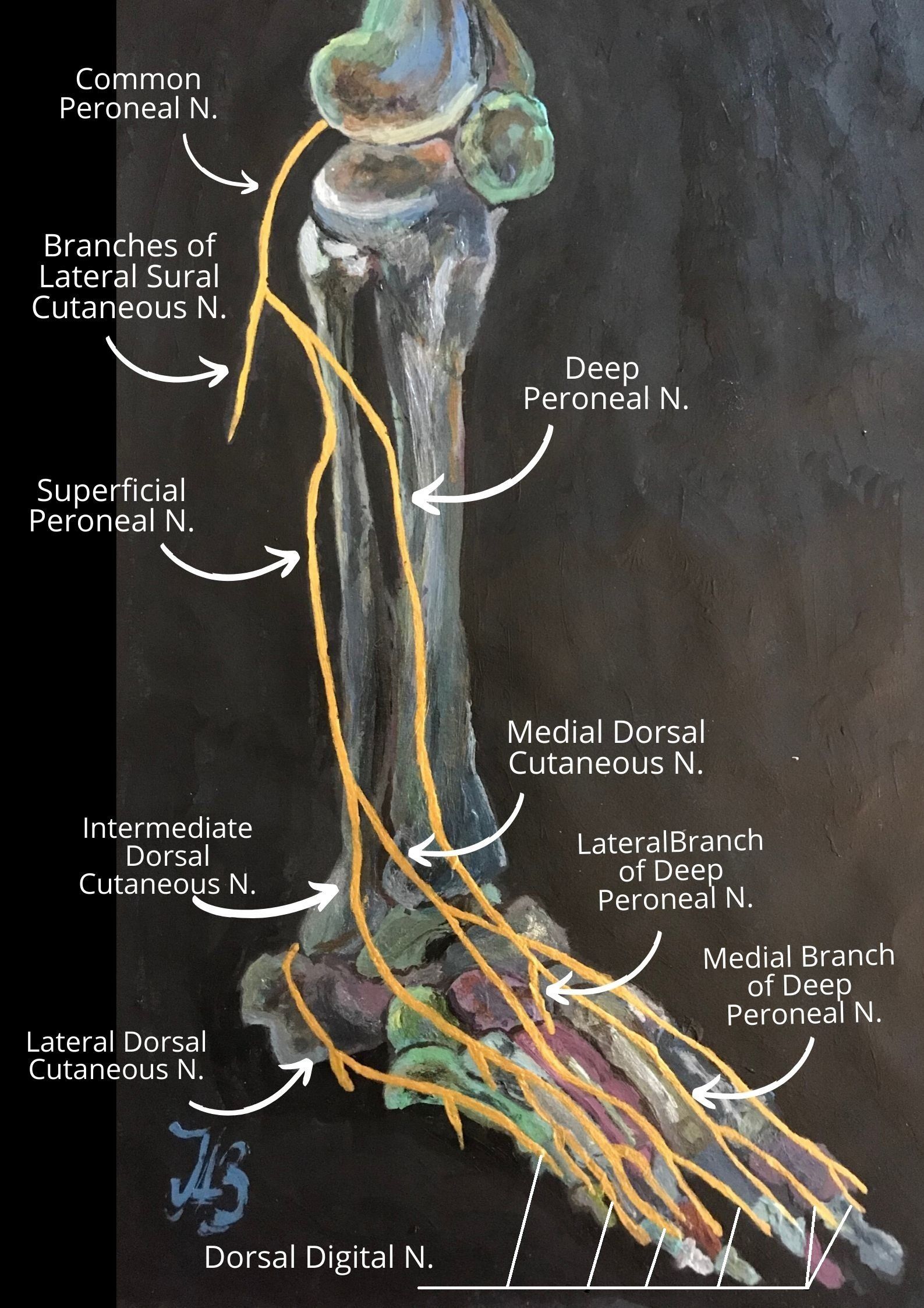 Sciatic Nerve Pathway Anatomy