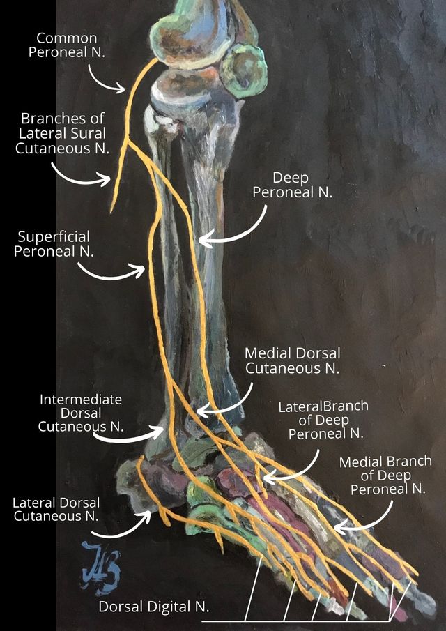 intermediate dorsal cutaneous nerve