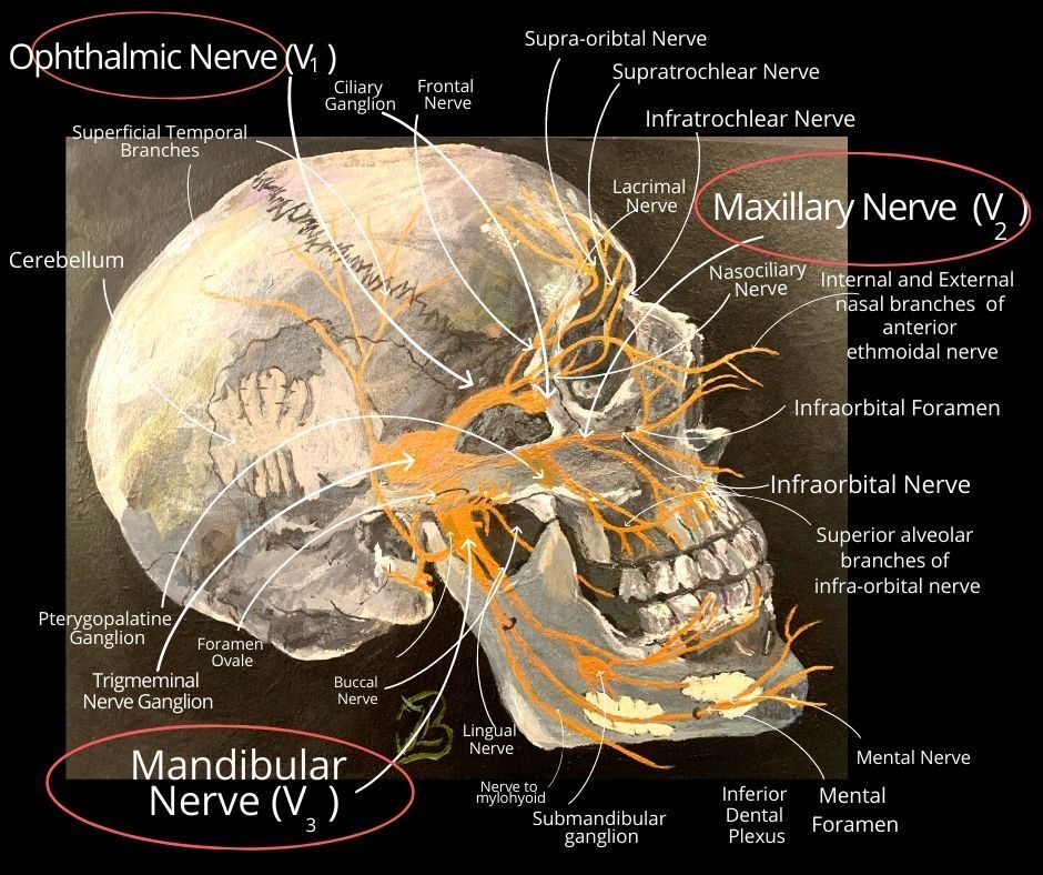 Trigminal nerve side view