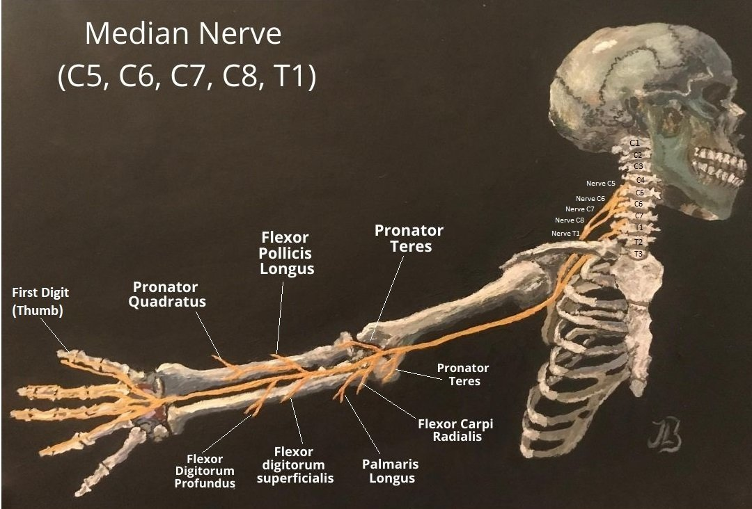 median nerve of the arm
