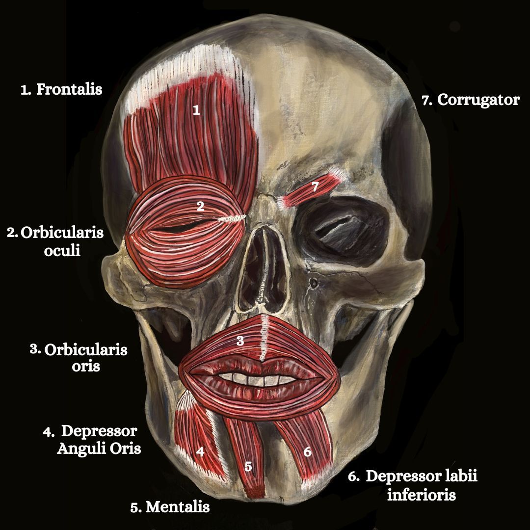 Muscles supplied by the facial nerve 