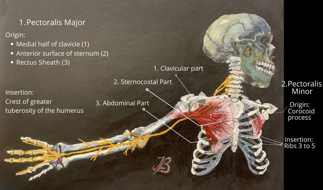 pectoralis major and minor