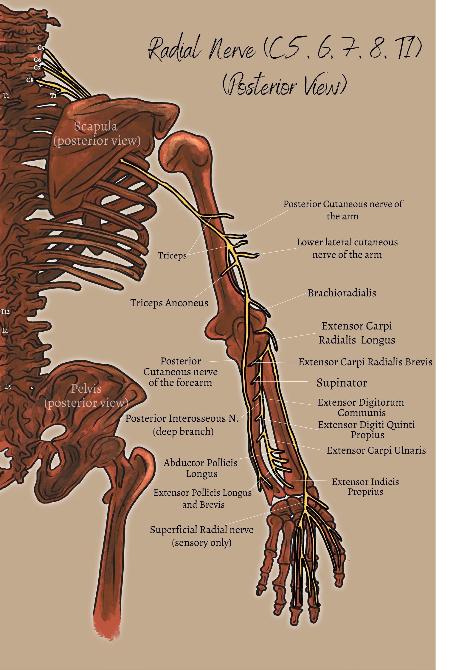 radial nerve posterior view
