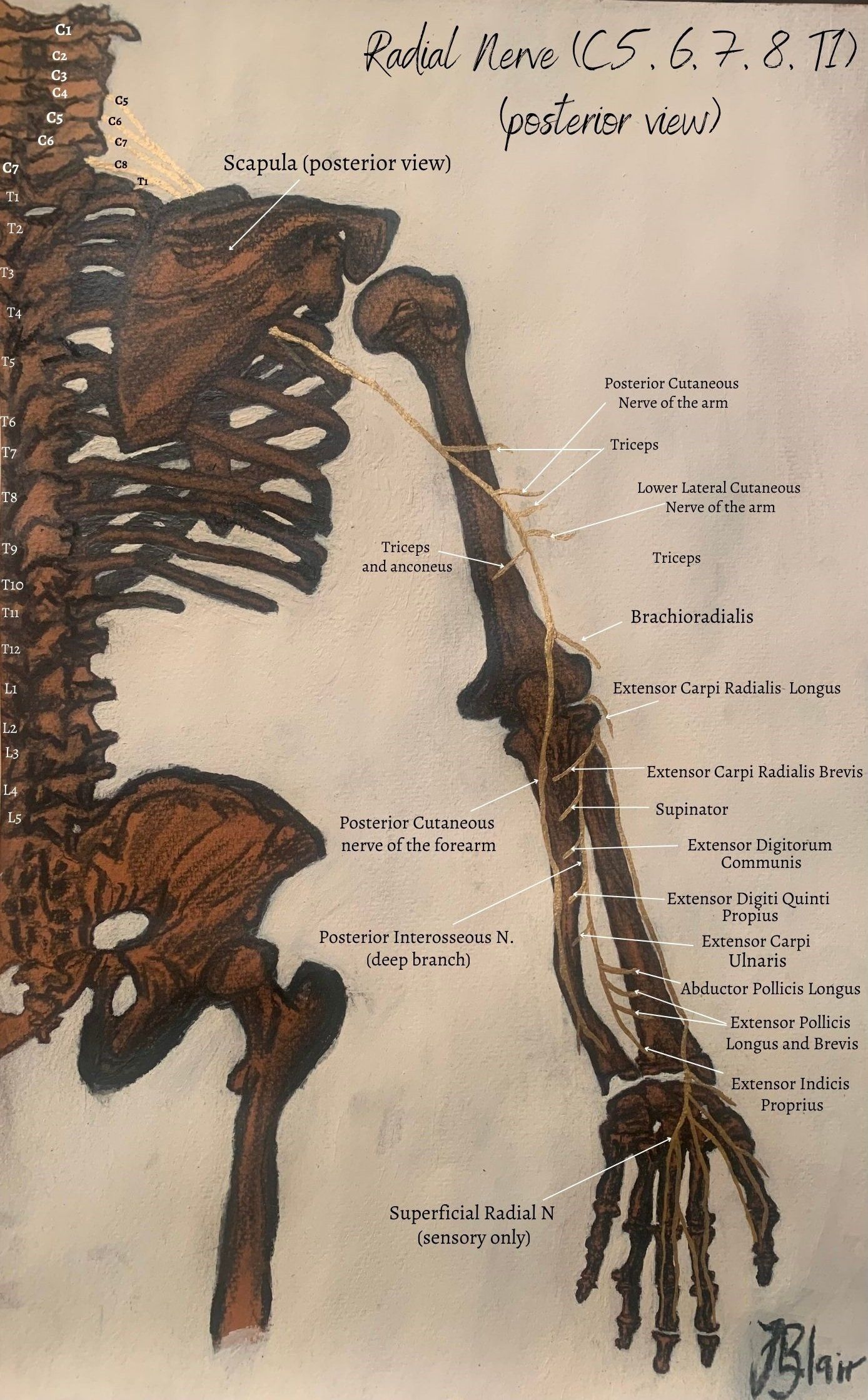 nerve entrapment