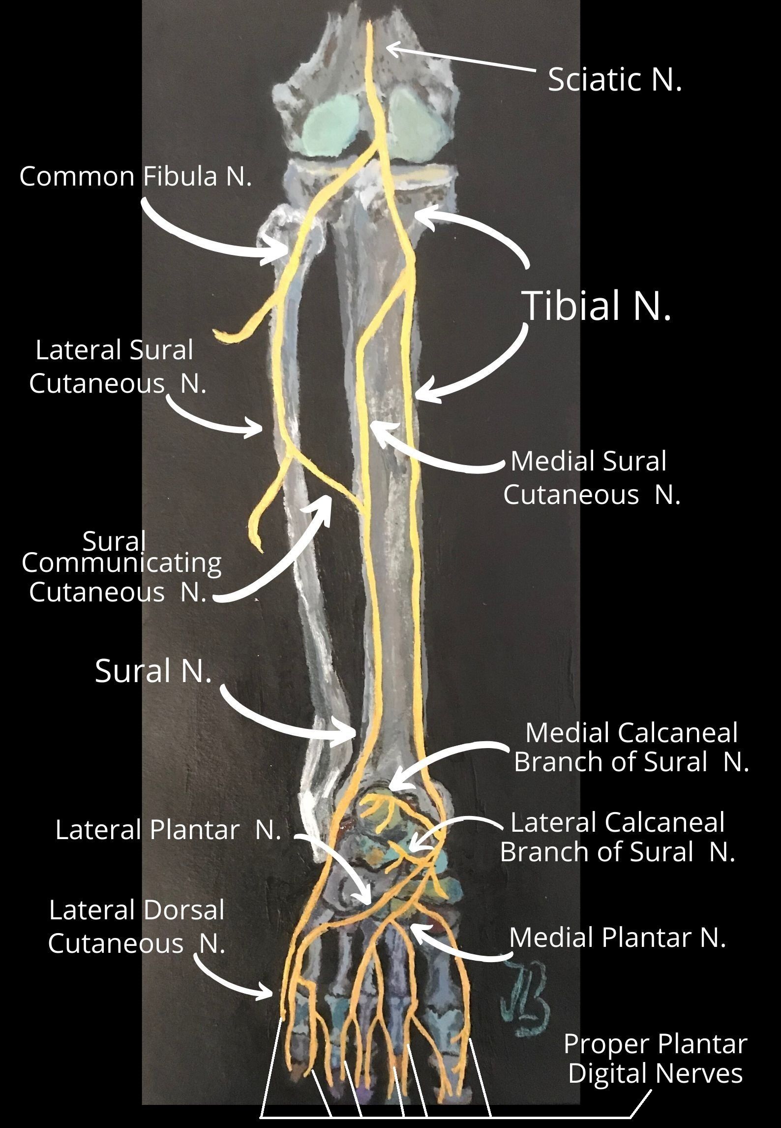 back view of the sciatic nerve of the lower leg 